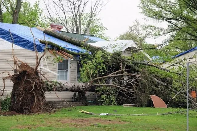 A blue tarp pulled over a storm-damaged roof beside an uprooted tree after high winds